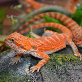 Load image into Gallery viewer, Sexable Juvie Het Hypo Translucent Bearded Dragons - Top Red Stock