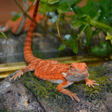 Load image into Gallery viewer, Sexable Juvie Het Hypo Translucent Bearded Dragons - Top Red Stock