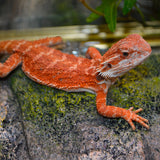 Load image into Gallery viewer, Sexable Juvie Het Hypo Translucent Bearded Dragons - Top Red Stock