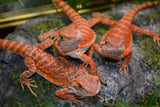 Load image into Gallery viewer, Sexable Juvie Het Hypo Translucent Bearded Dragons - Top Red Stock