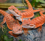 Load image into Gallery viewer, Sexable Juvie Het Hypo Translucent Bearded Dragons - Top Red Stock