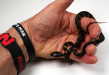 Load image into Gallery viewer, 24&#39; Male Het Albino Mangrove Snake - Boiga Melanota from Crowley