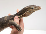 Load image into Gallery viewer, Het T-Neg Albino Asian Water Monitor 
