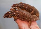 Load image into Gallery viewer, Adult Hosmer&#39;s Spiny-tailed Skink Egernia Hosmeri &quot;Pair&quot; - Gorgeous Gems