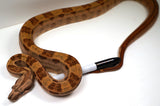 Load image into Gallery viewer, SALE! 2021 (Updated) Male Hypo Motley Jungle Het. Kahl Albino Boa Constrictor.