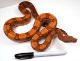 Load image into Gallery viewer, SALE! 2021 (Updated) Male Hypo Burke T+ Fire - GLOWING - Boa Constrictor