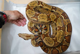 Load image into Gallery viewer, 2020 Female Hypo Jungle Het Kahl Albino Het Blood Boa Constrictor.