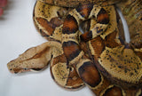 Load image into Gallery viewer, 2020 Female Hypo Jungle Het Kahl Albino Het Blood Boa Constrictor.