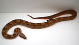 Load image into Gallery viewer, SALE! 2021 (Updated) Male Hypo Motley Jungle Het. Kahl Albino Boa Constrictor.