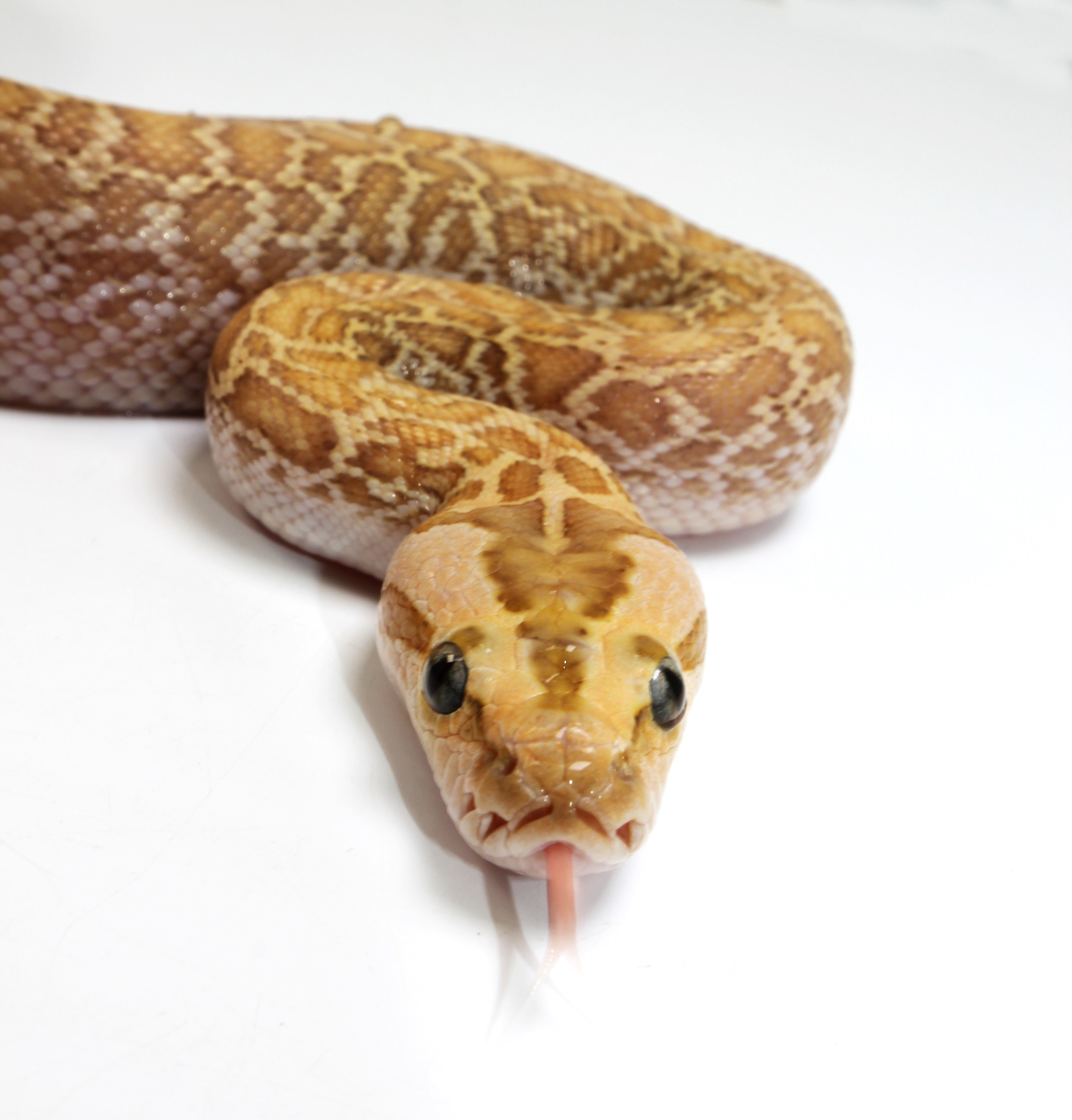 Hypo Granite Burmese Python