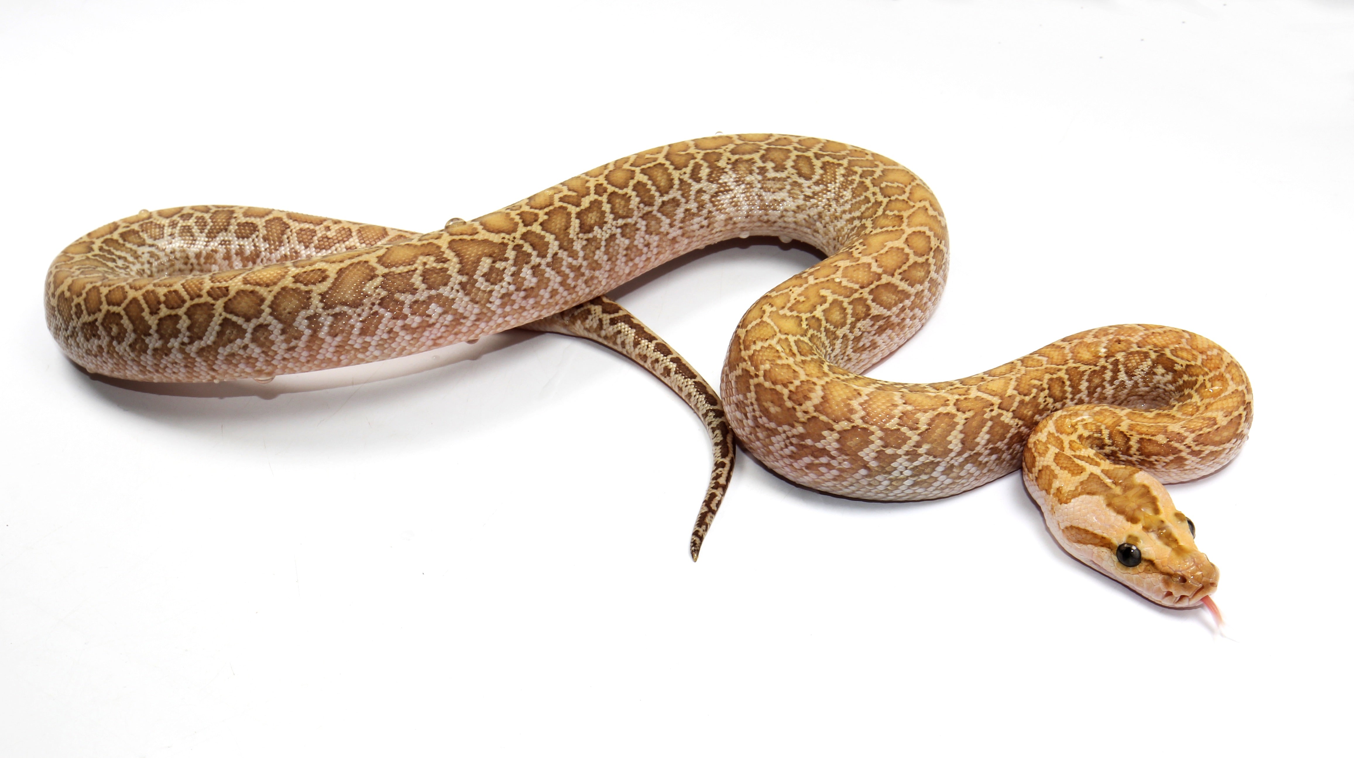 Hypo Granite Burmese Python