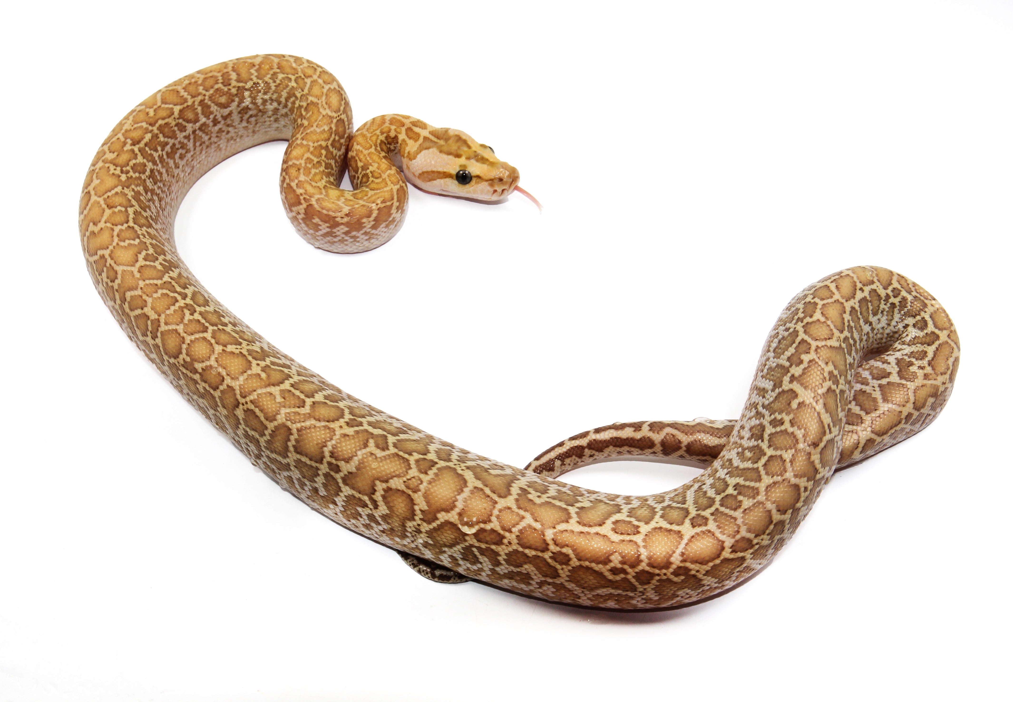 Bull Python Granite Granite Burmese Python Size