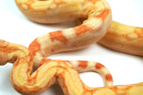 Load image into Gallery viewer, SALE! 21&#39; (Updated) Male Lipstick Kahl Albino IMG Jungle Boa Constrictor.