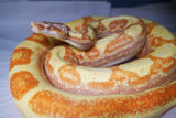 Load image into Gallery viewer, SALE! 21&#39; (Updated) Male Coral Super Sunglow Albino Boa Constrictor.