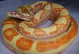 Load image into Gallery viewer, SALE! 2021 (Updated) Female Lipstick Kahl Albino Hypo Jungle From Super Stripe Boa Constrictor.