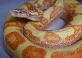 Load image into Gallery viewer, SALE! 21&#39; (Updated) Male Coral Super Sunglow Albino Boa Constrictor.