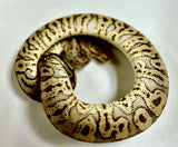 Load image into Gallery viewer, Male HGW Crypton Pastel YB Poss Het Pied