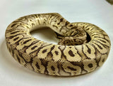 Load image into Gallery viewer, Male HGW Crypton Pastel YB Poss Het Pied