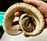 Load image into Gallery viewer, Male HGW Crypton Pastel YB Poss Het Pied