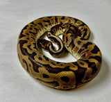 Load image into Gallery viewer, Male Leopard Hidden Gene Woma Special Yellow Belly