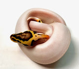 Load image into Gallery viewer, Male Super Pastel Leopard Piedbald