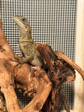 Load image into Gallery viewer, Weber's Sailfin Dragon