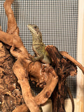 Load image into Gallery viewer, Weber's Sailfin Dragon