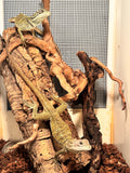 Load image into Gallery viewer, Weber's Sailfin Dragon