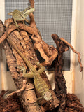 Load image into Gallery viewer, Weber's Sailfin Dragon
