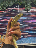 Load image into Gallery viewer, Schneider’s Skink