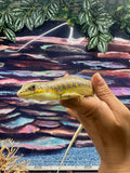 Load image into Gallery viewer, Schneider’s Skink