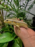 Load image into Gallery viewer, Schneider’s Skink