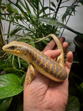 Load image into Gallery viewer, Schneider’s Skink