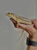 Load image into Gallery viewer, Schneider’s Skink