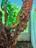 Load image into Gallery viewer, Cuban Knight Anole