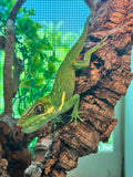Load image into Gallery viewer, Cuban Knight Anole