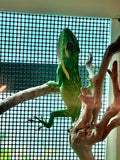 Load image into Gallery viewer, Cuban Knight Anole