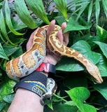 Load image into Gallery viewer, Het Albino Blood Python PHP