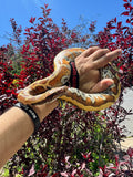 Load image into Gallery viewer, Het Albino Blood Python PHP