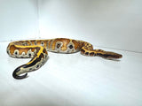 Load image into Gallery viewer, Het Albino Blood Python PHP