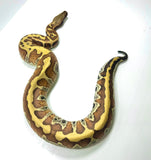 Load image into Gallery viewer, Het Albino Blood Python PHP
