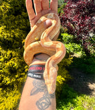 Load image into Gallery viewer, Female Sharp Sun-glow Purple Keltic Boa Constrictor