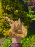 Load image into Gallery viewer, Female Sharp Sun-glow Purple Keltic Boa Constrictor