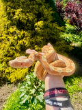 Load image into Gallery viewer, Female Sharp Sun-glow Purple Keltic Boa Constrictor