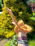 Load image into Gallery viewer, Female Sharp Sun-glow Purple Keltic Boa Constrictor