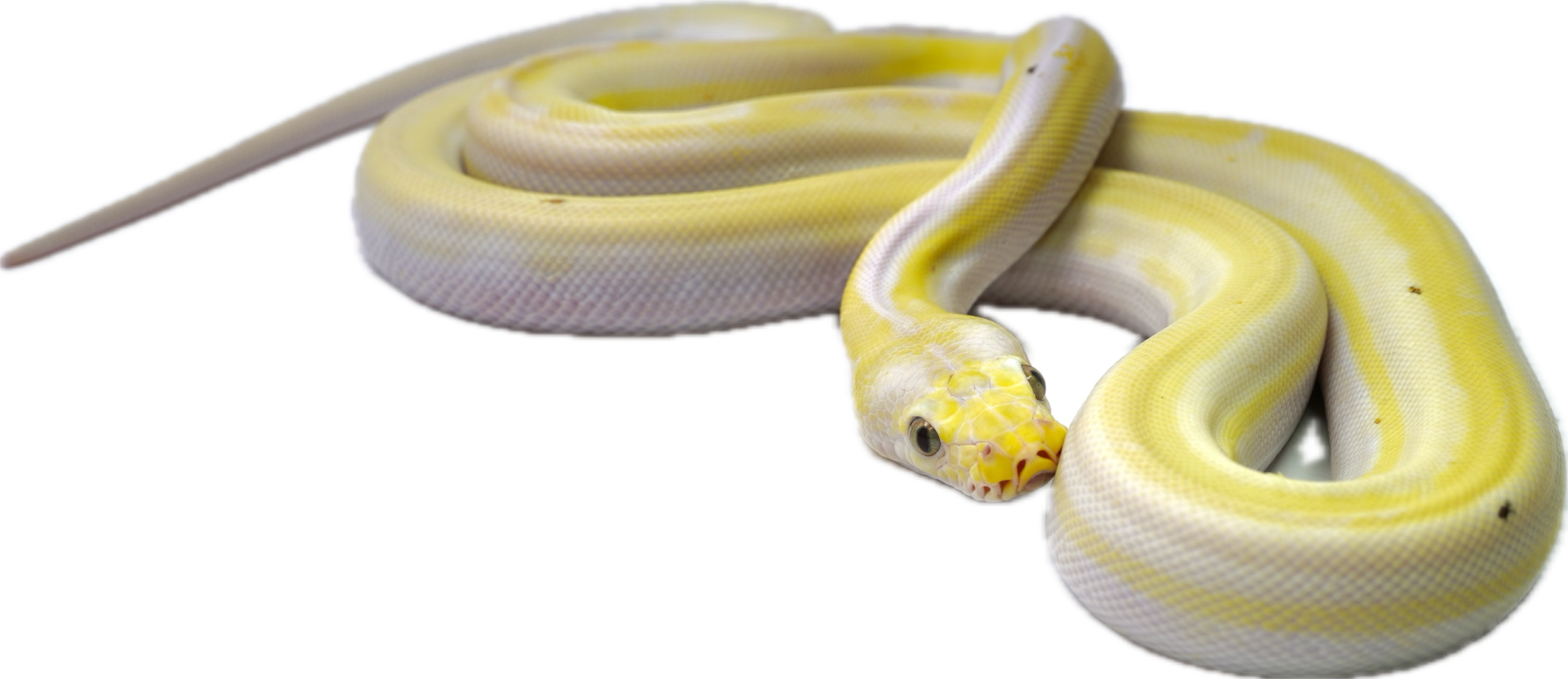 White Cow Python Drawing Female Cow Reticulated Python – New England Reptile - NERD