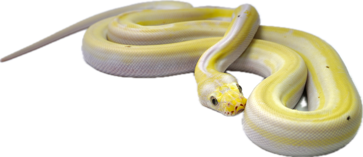 Cow Python Precio Female Cow Reticulated Python – New England Reptile - NERD