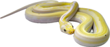 Load image into Gallery viewer, Female Cow Reticulated Python