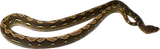 Load image into Gallery viewer, Granite Back Het OGs