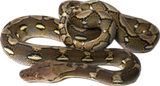 Load image into Gallery viewer, Granite Back Het OGs
